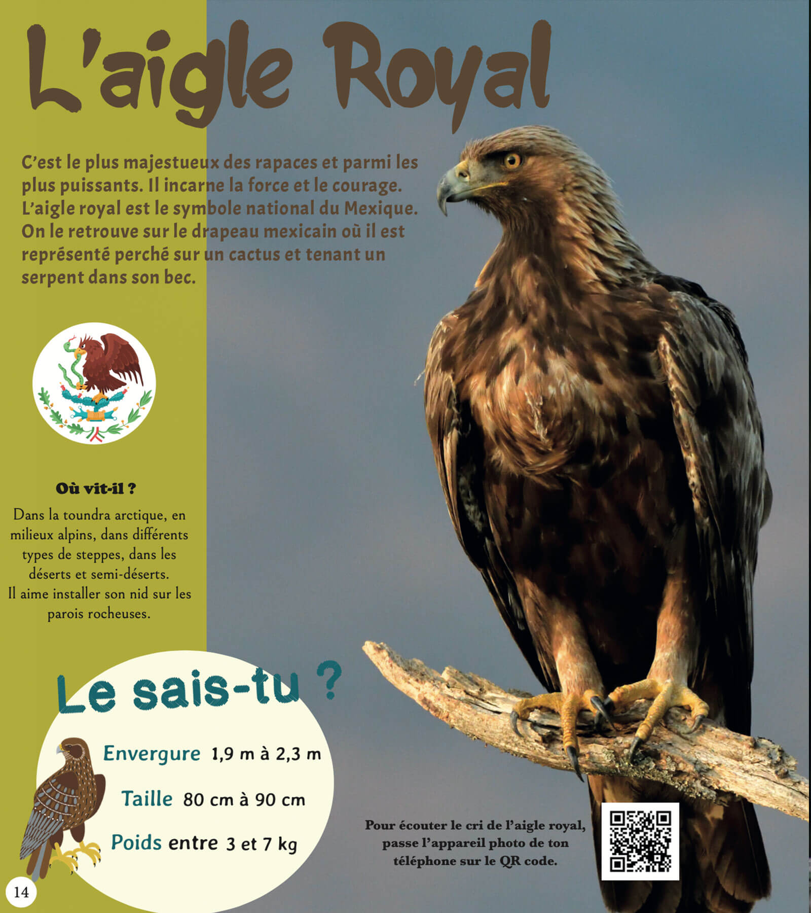 L'aigle royal