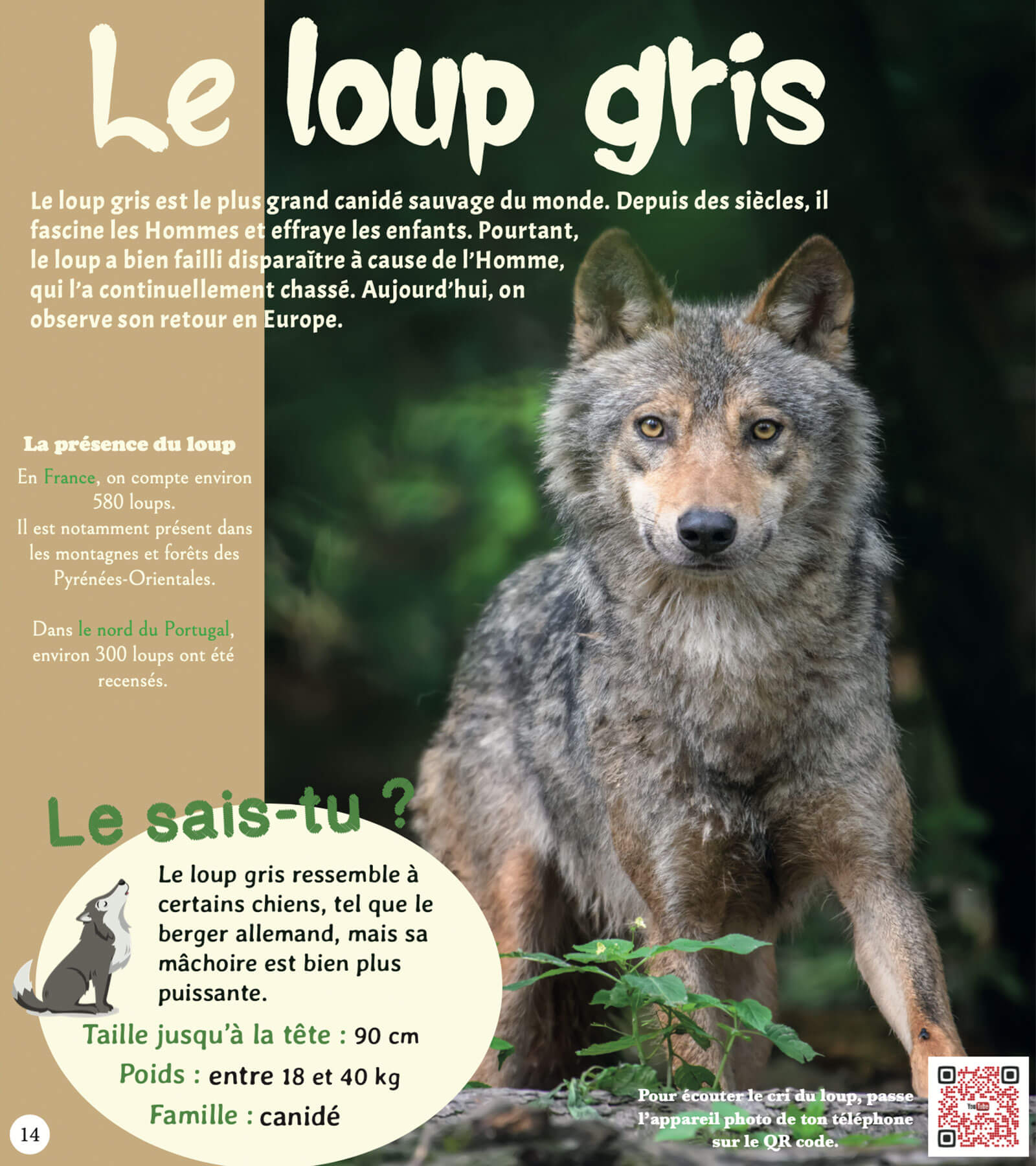 Le loup gris