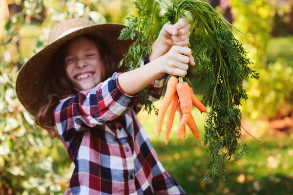 Enfant et carottes du potager