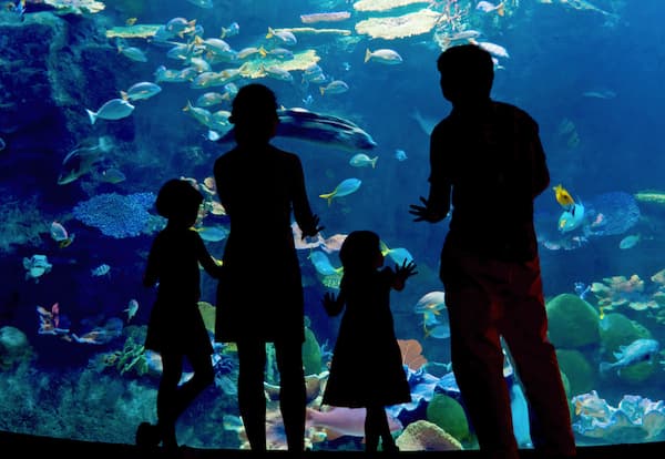 Aquarium en famille